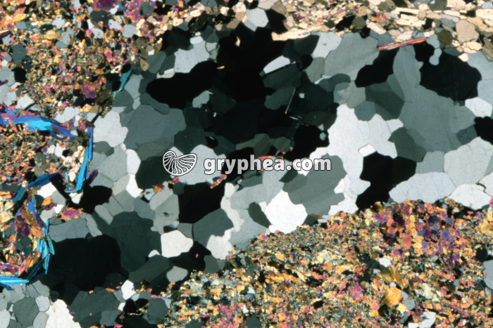 Quartz LPA x4 - gryphea.com